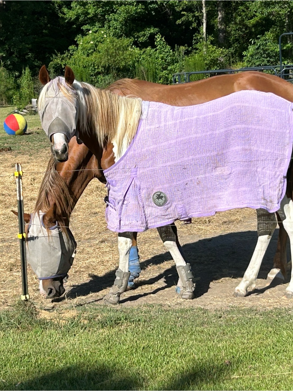 Centaur horse care 60” blanket sheet purple horse pony